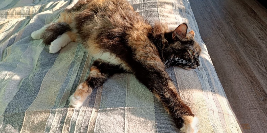 Всем привет от Шунечки и Баси в это солнечное субботнее утро