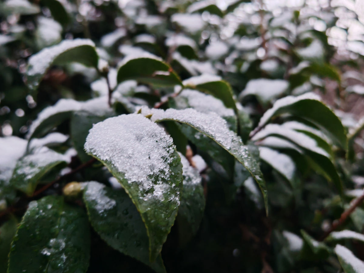    Фото: сообщество сочинского парка «Дендрарий» (Вконтакте)