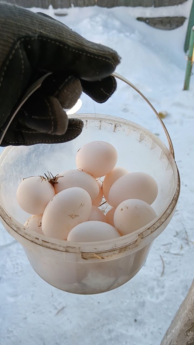 17 января, Томская область, -43°C на улице. В курятнике у конвекторов: +4°C. Итого: 15 яйц от 29 кур.