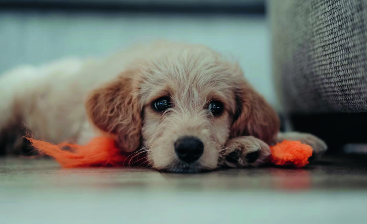 Причины, почему скулит собака или щенок бывают  разные. Фото - unsplash.com, Matthew Foulds.