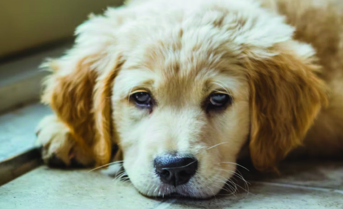 Почему собака скулит - обязательно нужно выяснить. Фото - unsplash.com, Beer Drinker.