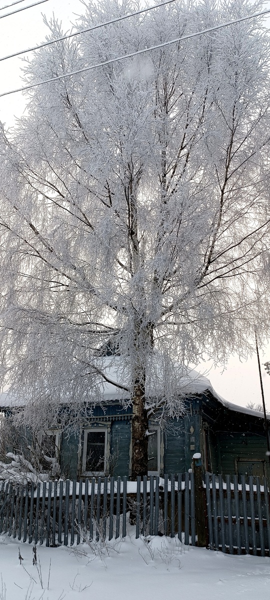 Тверская губерния,  мой деревенский дом, 2026 год. 