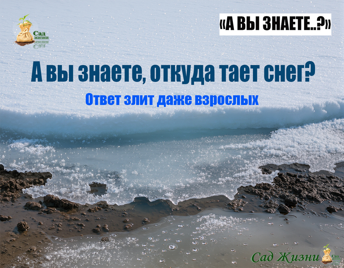 А вы знаете, откуда начинает таять снег — сверху или снизу?