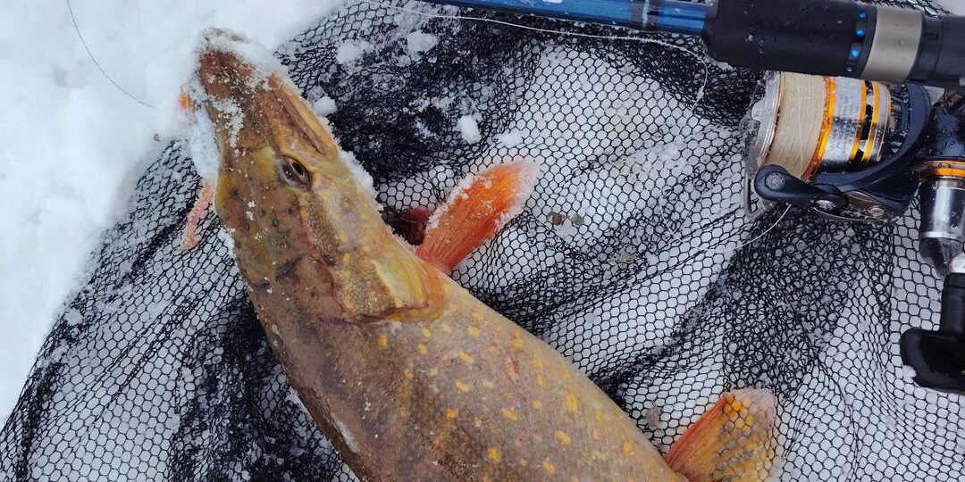 Основы зимнего спиннинга. Часть вторая: спиннинг, катушка, шнур, подсачек