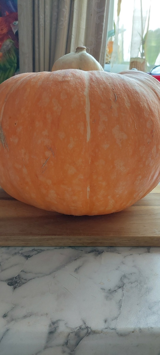 Эту тыкву будем сегодня готовить