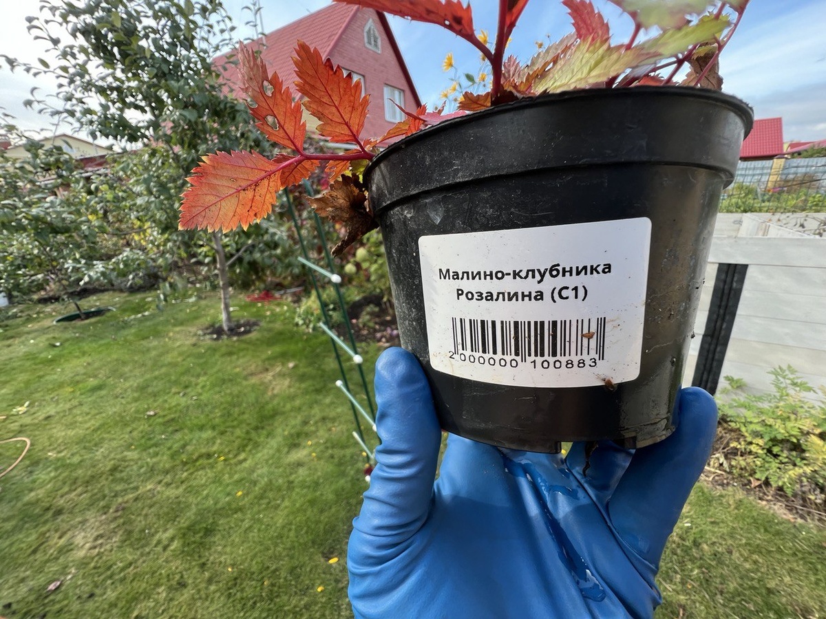 Саженец тибетской малины, который я приобрела по-глупости, а скорее из любопытсва