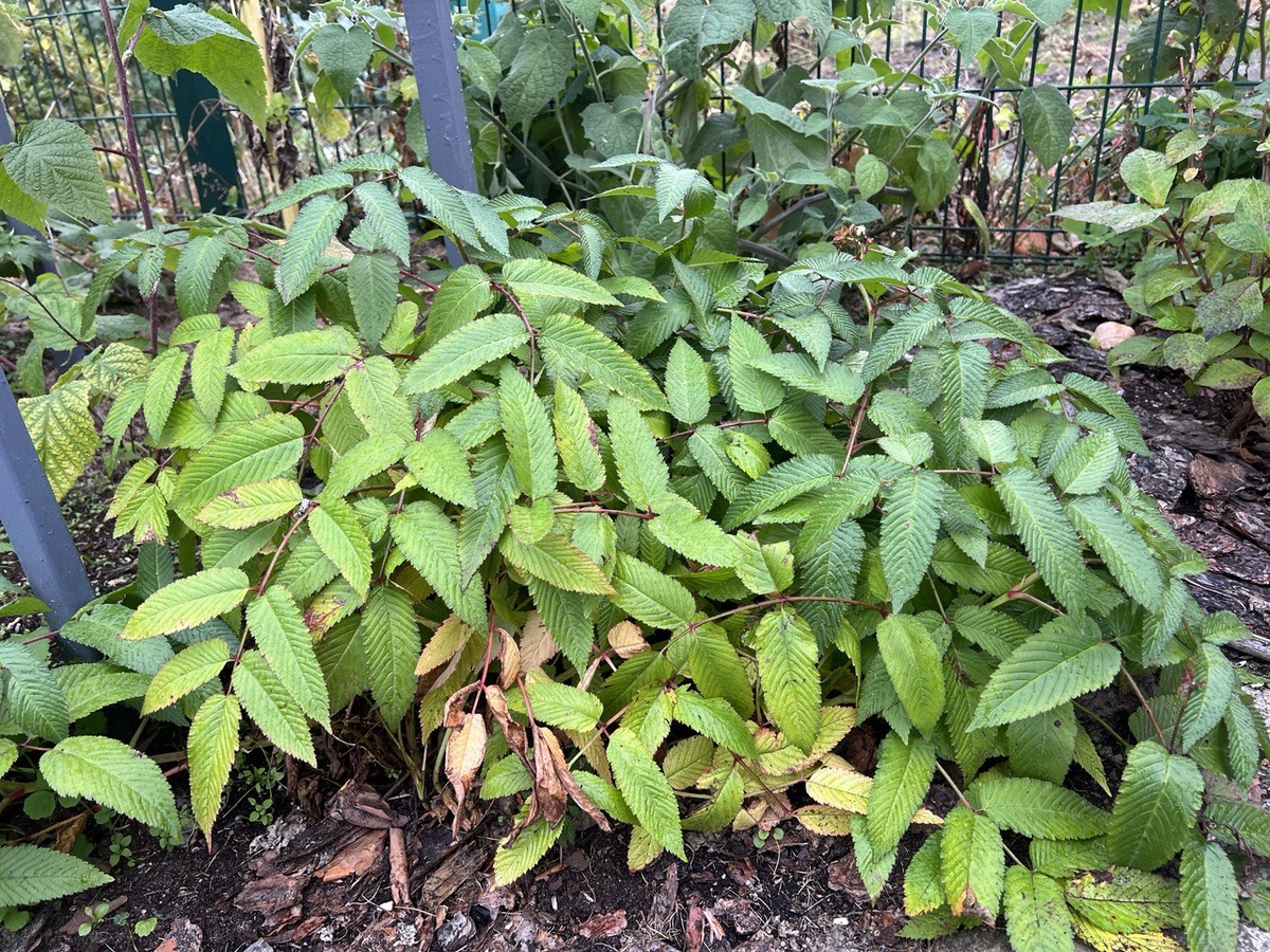 Так саженец разросся за один сезон