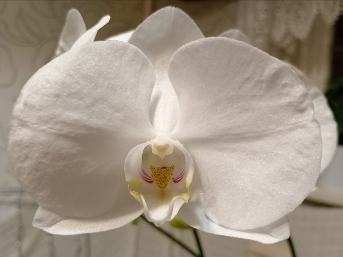 Фото орхидея фаленопсис Кембридж портрет