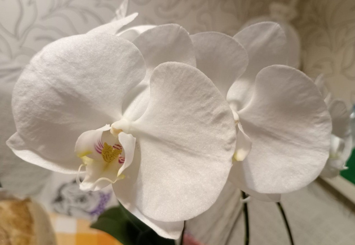 Орхидея фаленопсис phal. Cambridge первое домашнее цветение