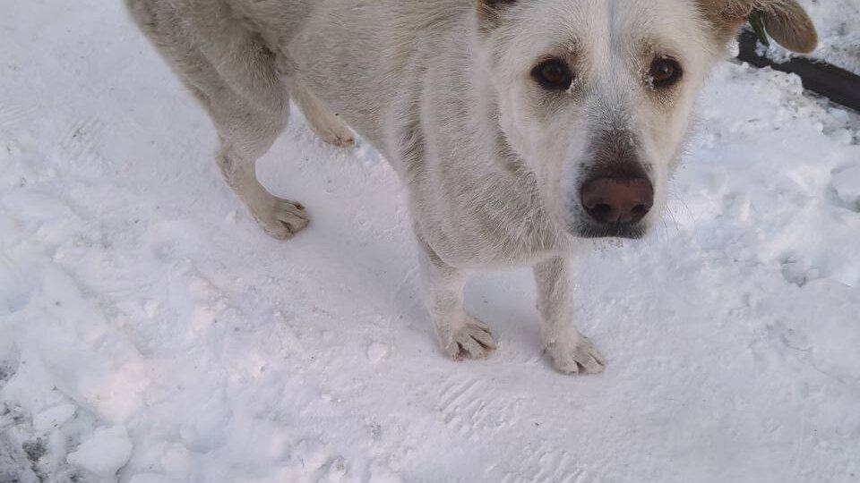Замечена собака! Бегает уже больше недели