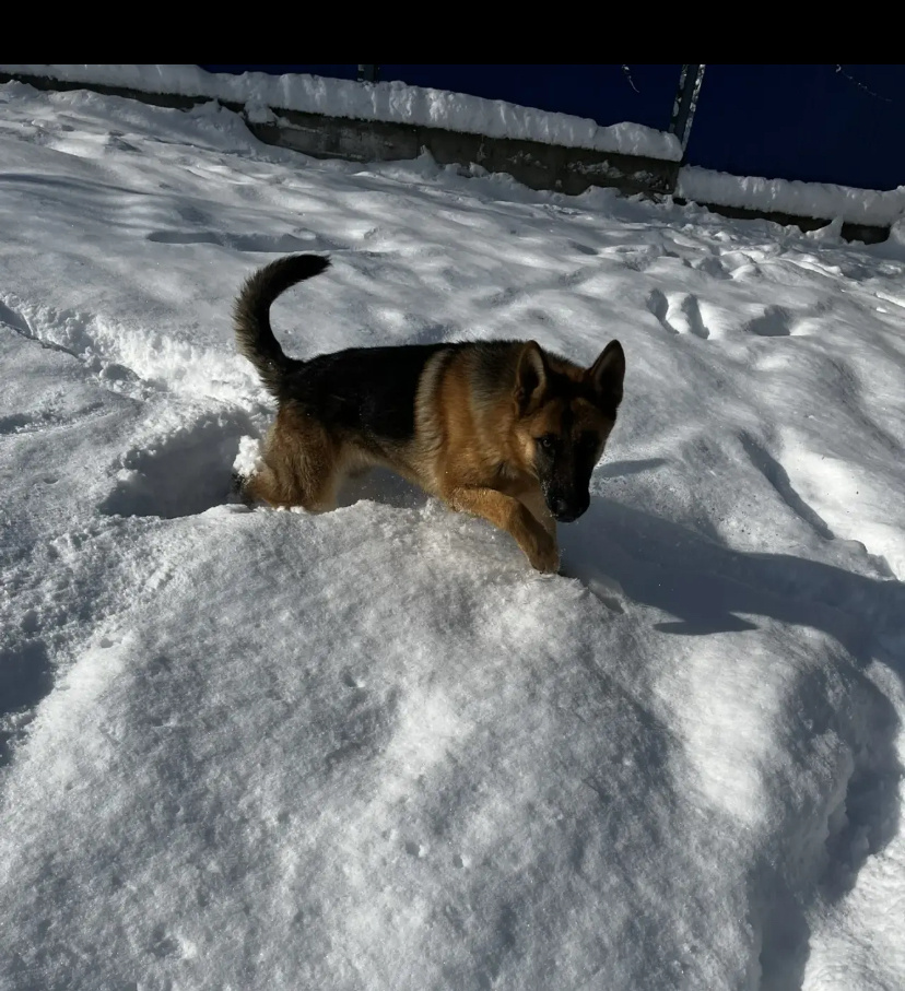 Джессика. Фото Алины