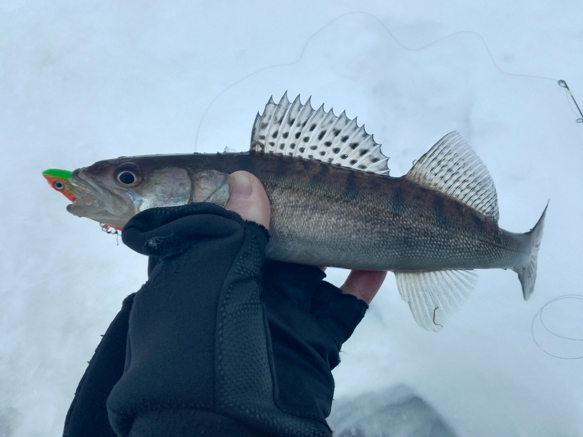 Единственная поклёвка за рыбалку... Но уехали достаточно рано, так как упираться до вечера не видели никакого смысла!!! 