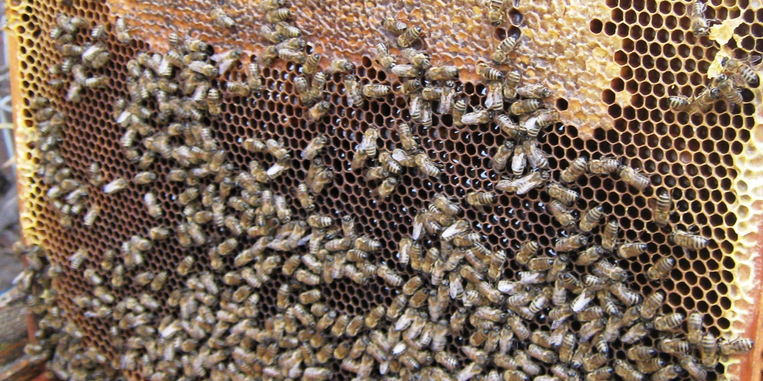 Нозематоз пчел