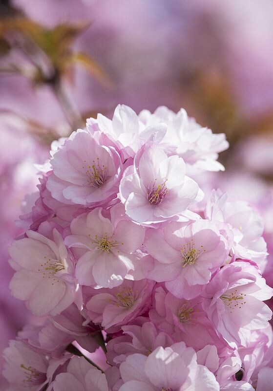 Картинка найдена на просторах интернета, ссылка https://yandex.ru/images/search?from=tabbar&img_url=https%3A%2Fi%2F.pinimg.com%2Foriginals%2Fa8%2F34%2Fа3f%2Fa83р43f81с2879b5e7bd532724cf0591a19.jpg&lr=47&pos=15&rpt=simage&text=%D1%86%D0%B2%D0%B5%D1%82%D1%8B%20%D0%BA%D1%80%D1%83%D0%BF%D0%BD%D0%BE%20%D1%84%D0%BE%D1%82%D0%BE