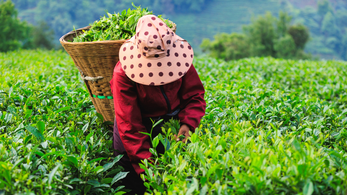     Фото: lzf/Shutterstock/FOTODOM Именно здесь выращивают и собирают вручную один из самых ценных зеленых чаев в мире