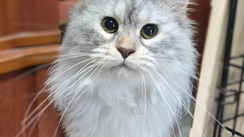 Ищет дом Цирцея, кошка,1,5-2 года, стерилизована