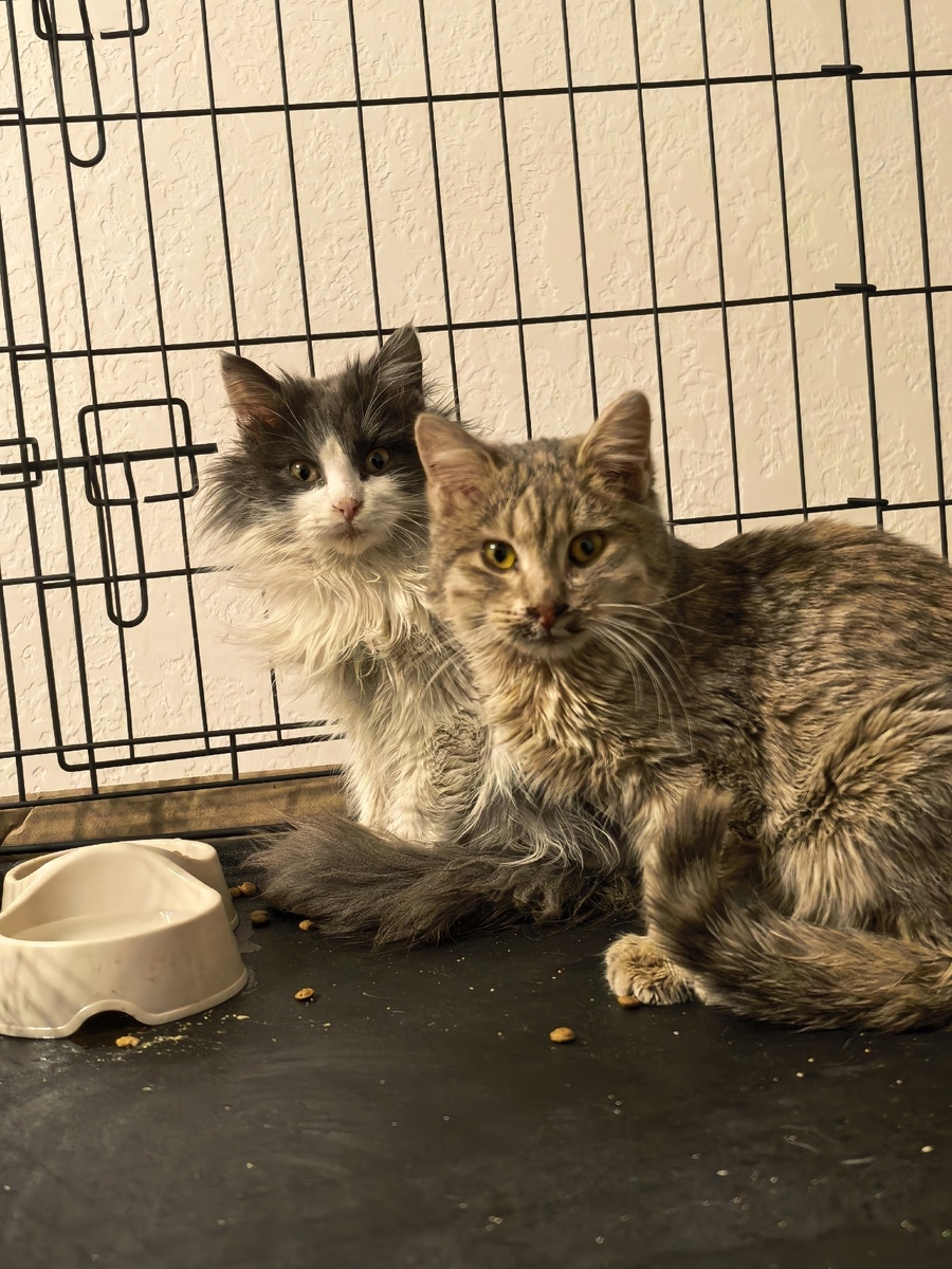 Вот они - мои кроватные чучундрушки. Фото из архива автора