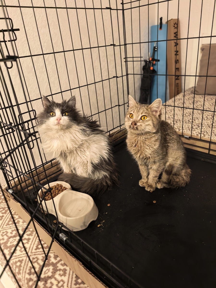 Теперь им тепло, есть вода и еда, но следы уличной жизни так быстро не проходят... Фото из архива автора