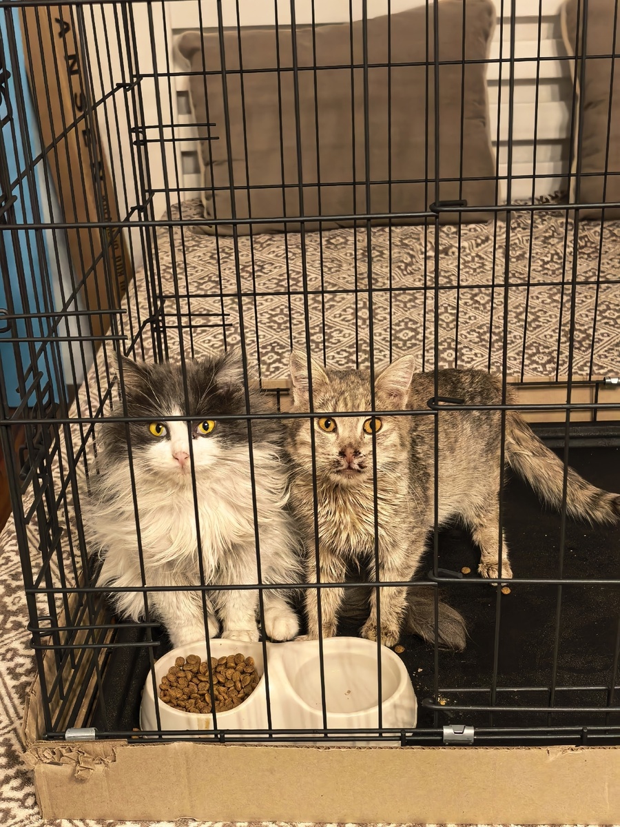 Увидели меня и сразу начали жаловаться. Фото из архива автора