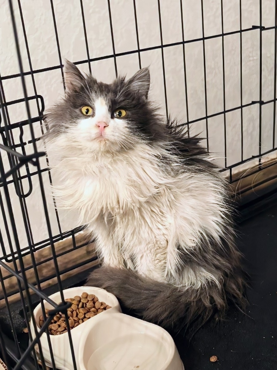 Очень красивая кошка, а уж если колтуны убрать - совсем огонь. Но пока ей не до колтунов. Фото из архива автора