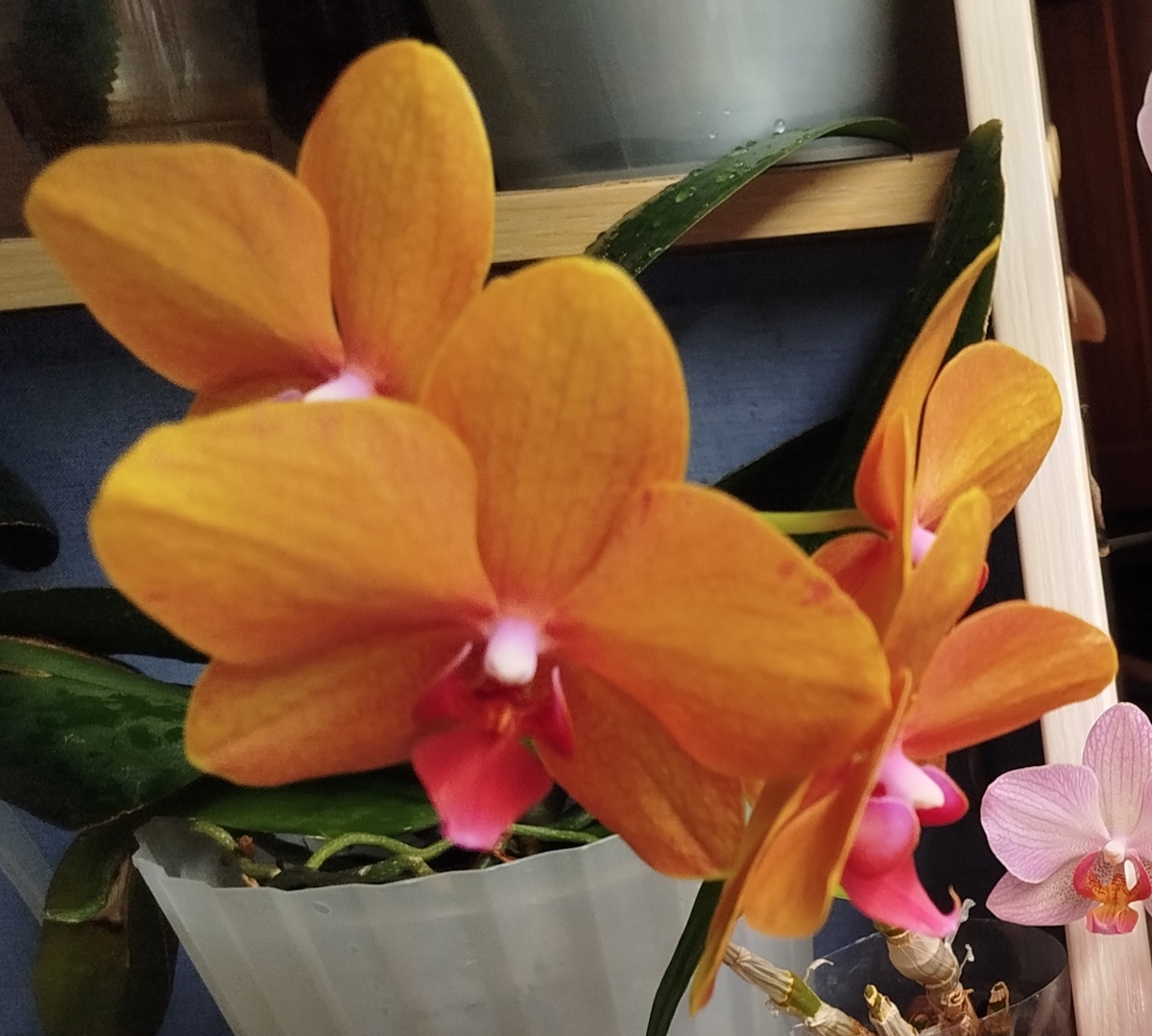 20 марта 2025 орхидея Египтянин Египшен