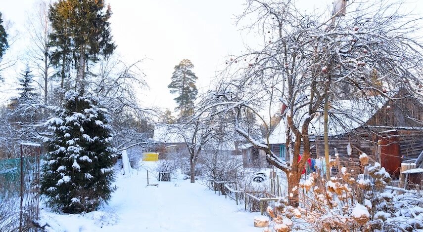 Защита сада от февральских морозов: как уберечь деревья и кустарники от вымерзания