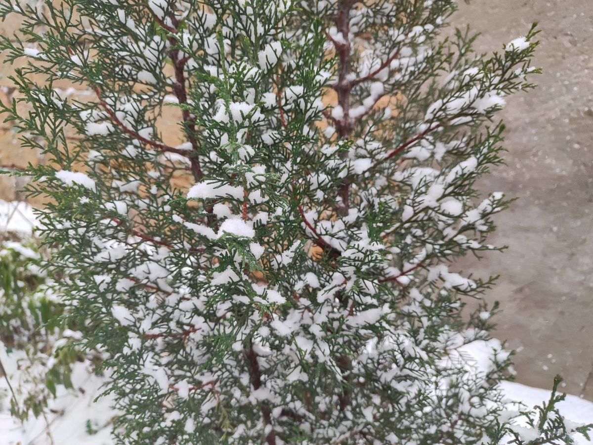 Кипарис из Подмосковья