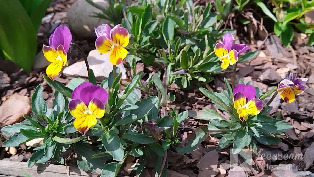 Фиалка трёхцветная.