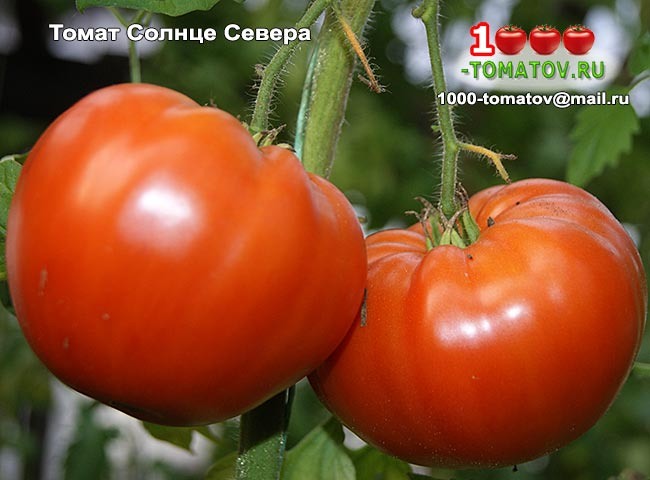 Томат Солнце Севера Sun Northфото 2