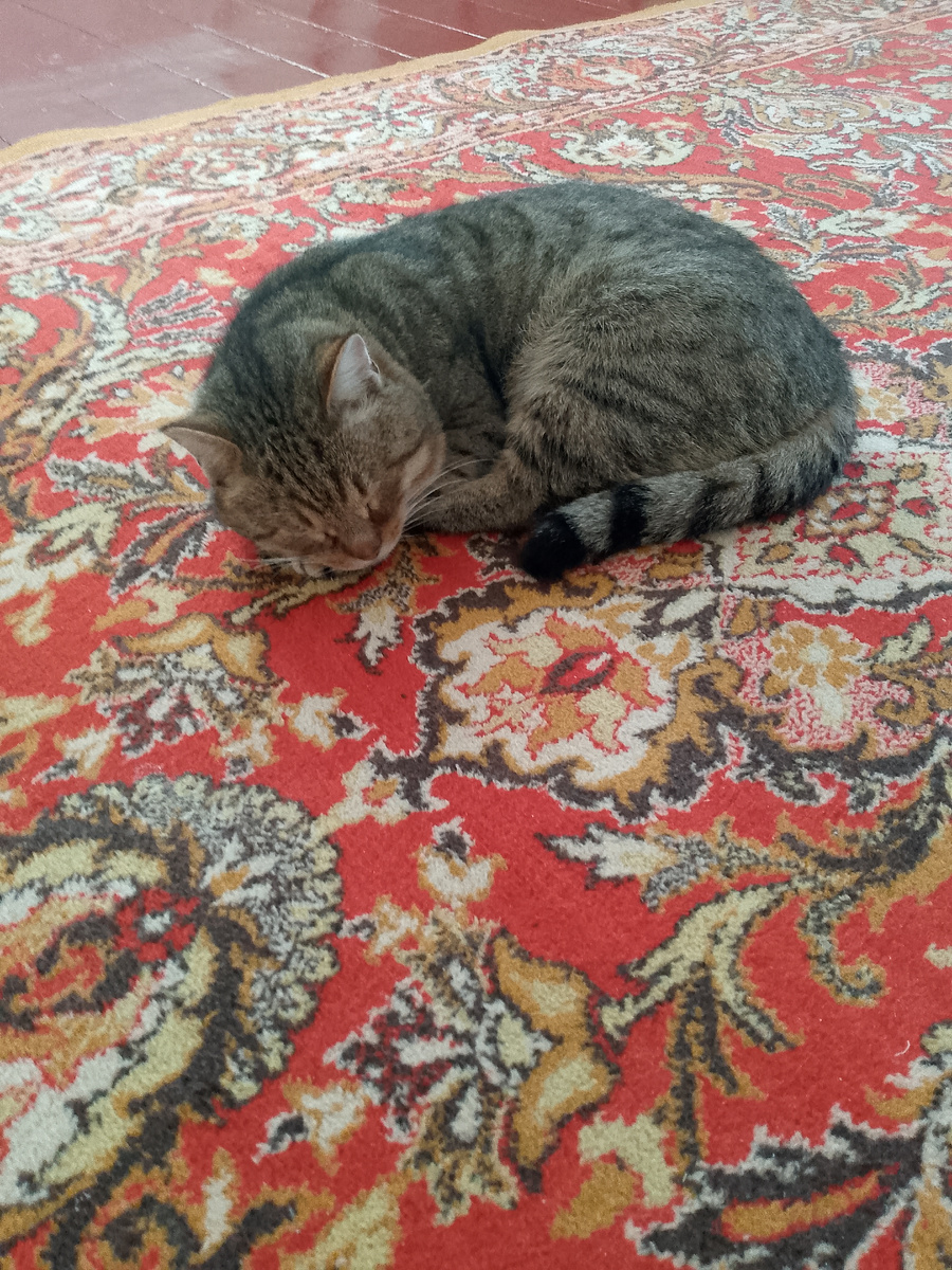 Дневной обязательный сон