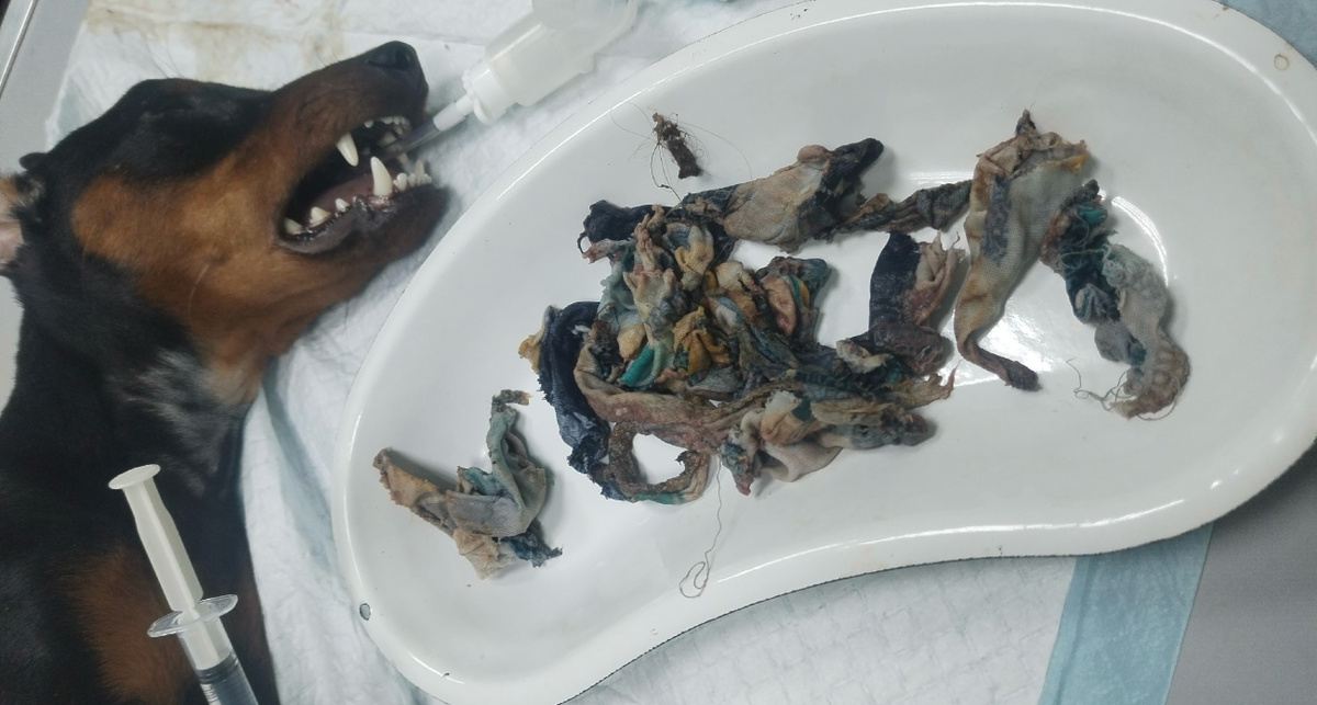    ВетГородок, ВК