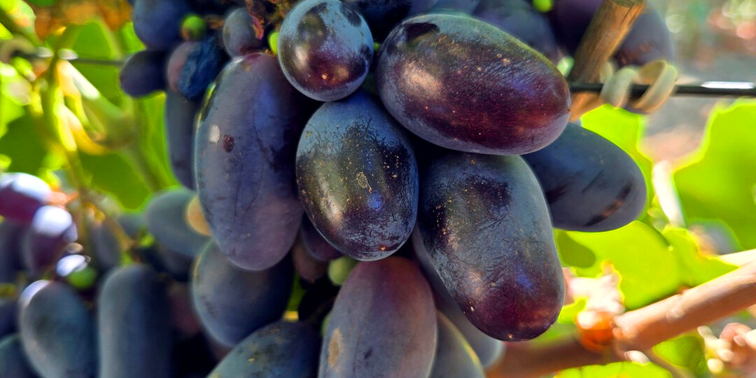 Лучшие сорта столового винограда на моём винограднике: итоги 2025 года