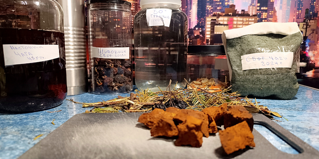 Чага в домашней барной стойке: как превратить лесной гриб в стильный напиток