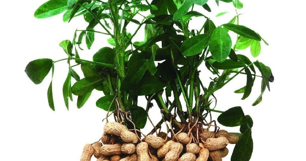 Культурное растение - земляной орех арахис