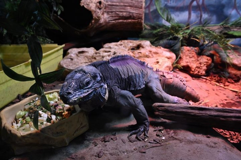    В Ростове спасли самца ящерицы. Михаил ФРОЛОВ