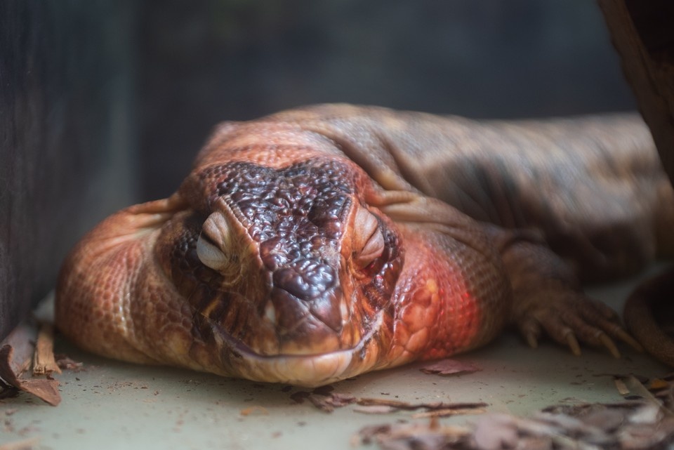    Рептилия пострадала от своей соседки. Алексей БУЛАТОВ