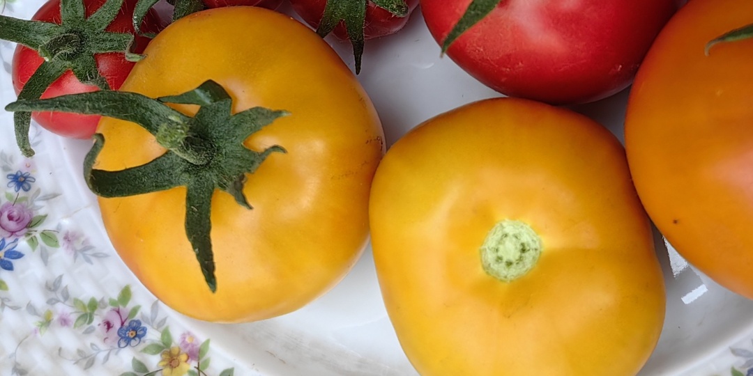 Томат Мандариновая Гроздь и про Уральский Дачник заодно