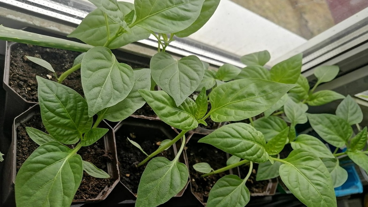 Результат апрельского посева