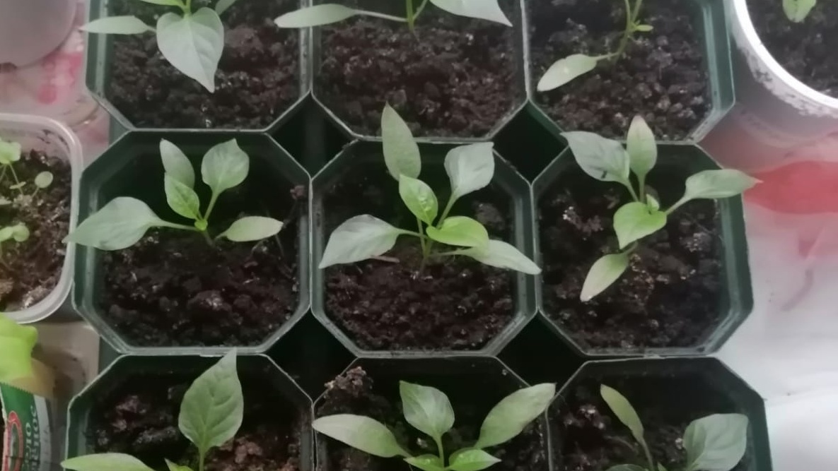 Дружные всходы через неделю после посева в апреле