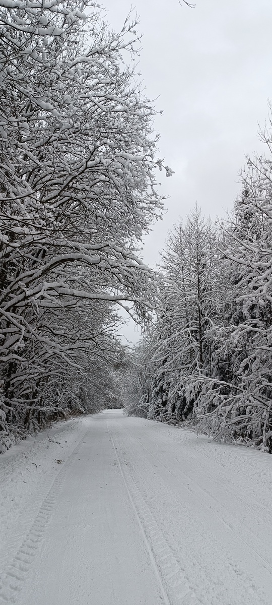 Тверская губерния, 2026 г, "Дорога домой"