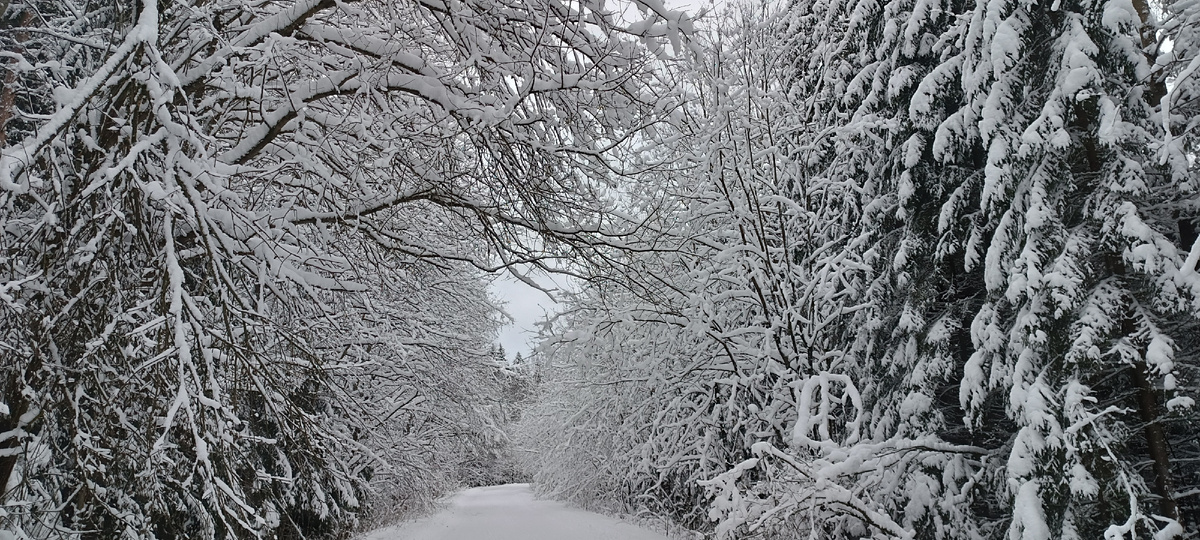 Тверская губерния, 2026 г, "Дорога домой