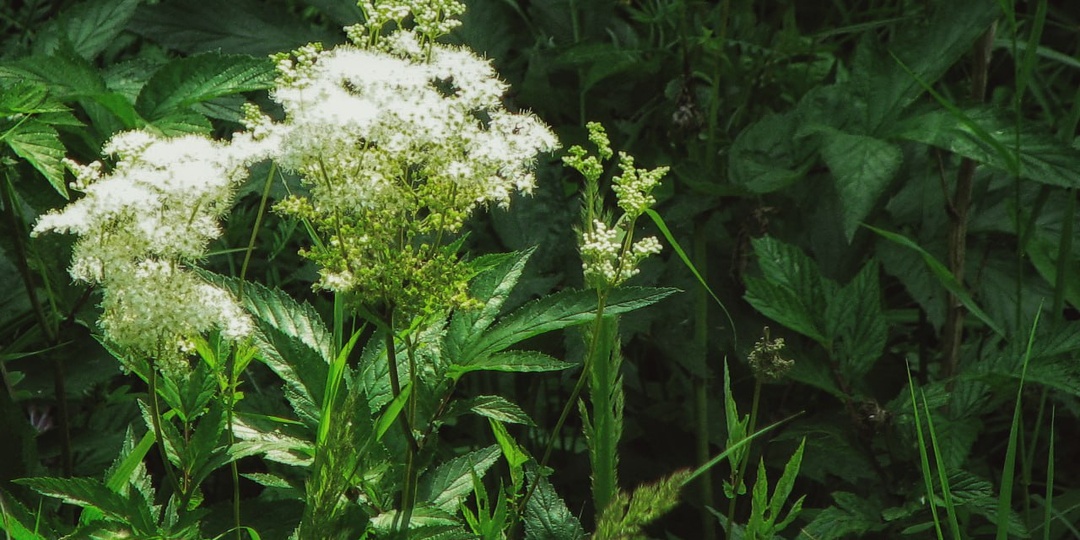 Прогулки по лесу на даче: аромат таволги в 2008 году
