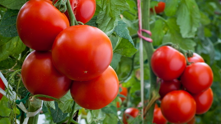 Реальная разница в урожайности составила более двух раз