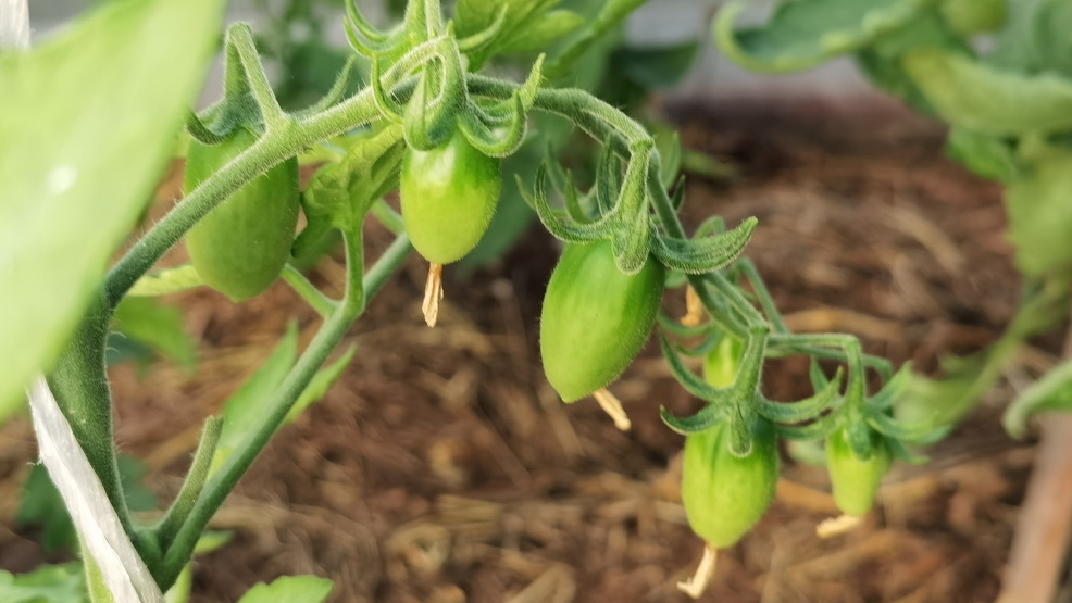 Разница в количестве завязей стала заметна уже в конце июня
