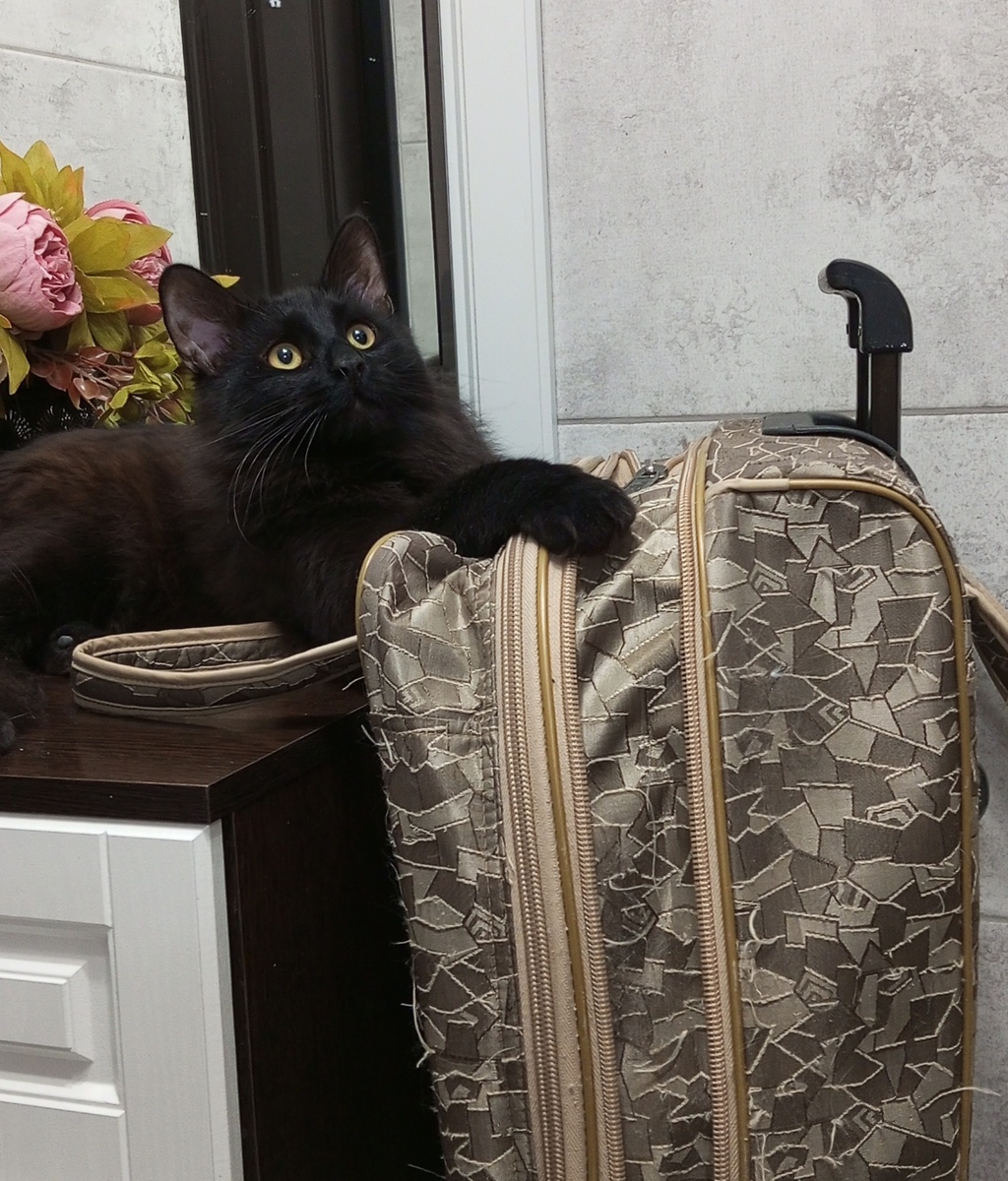 Ты же его не выкинешь, ма?