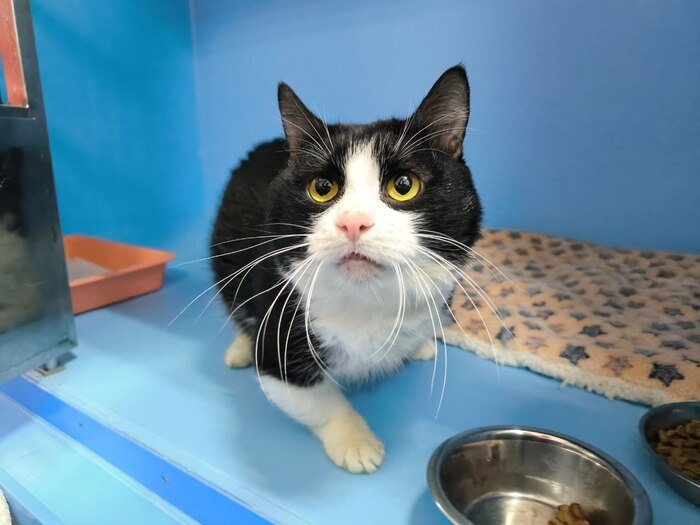 Котик с короткими лапками ищет дом