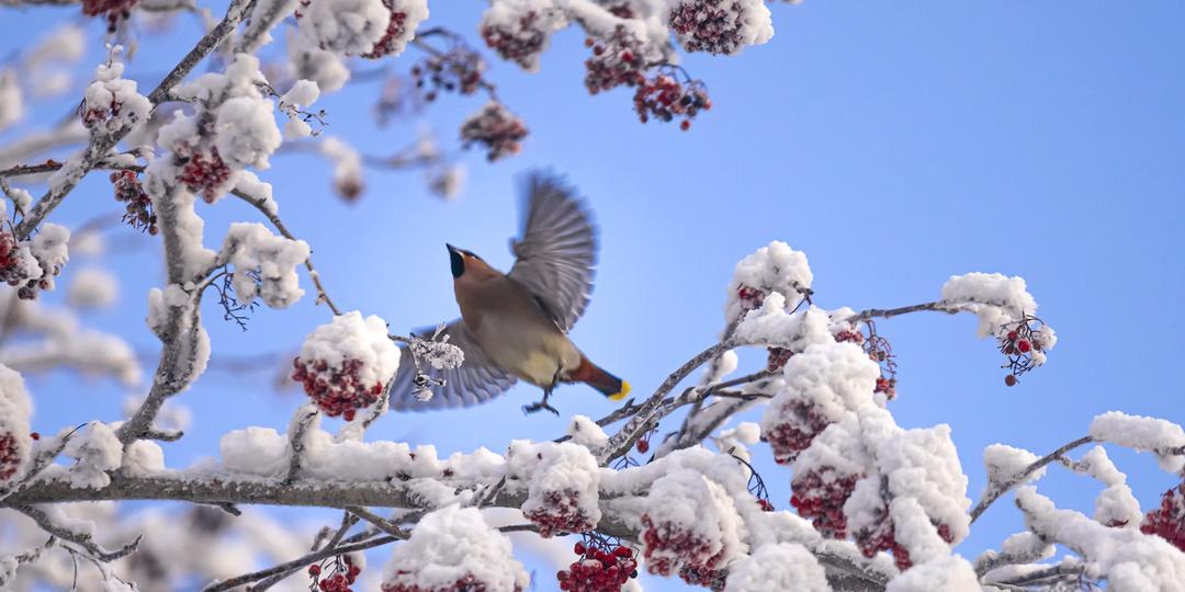 Свиристелиный бум, или как меня встретил любимый город!