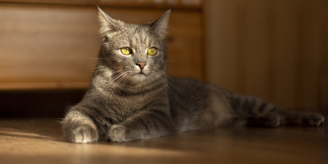 Как правильно вычесывать кошку: груминг в домашних условиях