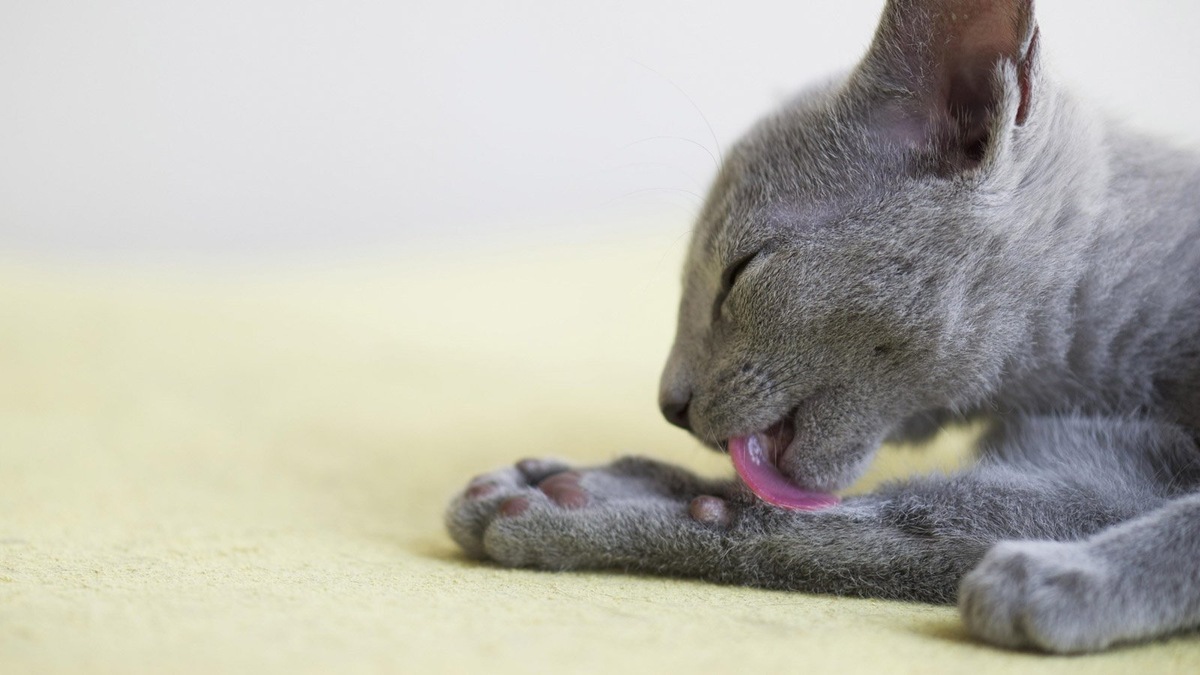    Чтобы кошка хорошо относилась к вычесыванию, ее нужно приучать к этой процедуре с детства