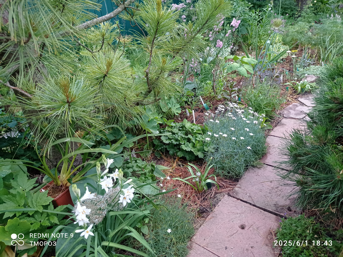 без высоких растений